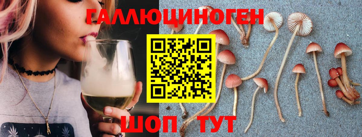Псилоцибиновые грибы Psilocybine cubensis Родники